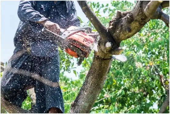 tree services Hatillo